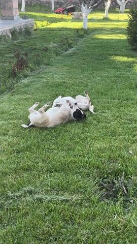 Two dogs lie on their backs in a grassy yard. The closest dog to the camera is mostly white with a black and white head, while the other dog appears to be mostly white. Both dogs have their legs in the air. In the background are trees, a lawn mower, and a building. The video gets progressively darker.