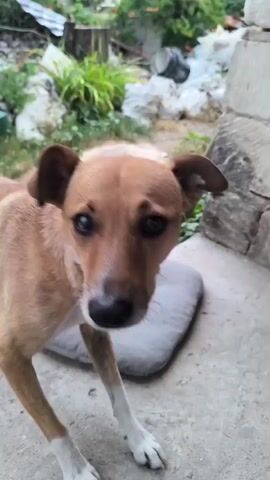 A medium shot captures a tan dog in an outdoor setting. The dog is looking directly at the camera with its tongue sticking out slightly. In the background, there are some plants and debris. The dog then opens its mouth wide, revealing its teeth and pink tongue. The scene appears to be in a yard or alleyway.