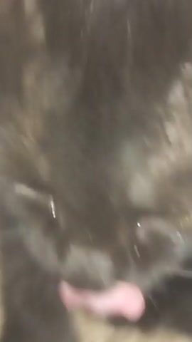 A close-up, blurry video shows a person's hand with a small dark speck on their finger. The video then shifts to a close-up of a black cat's face, with its yellow eyes visible. The cat appears to be looking at the camera. The video continues to show more blurry images of the cat and the person's hand.