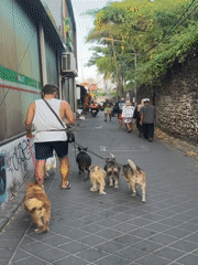 Dog walker leads pack through Kuta streets