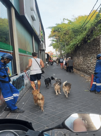 Dog walker leads pack through Kuta streets