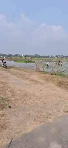 This video shows a wide shot of a rural agricultural scene. The foreground is dominated by a dirt path. Beyond the path are flooded rice paddies where several people are working. The people appear to be planting or tending to rice seedlings, as they are spread out across the paddies, some stooped over. They are dressed in casual clothing, and some are wearing conical hats. In the background, there are some residential buildings and a large, long, industrial-looking building with a white facade. The sky is overcast with some clouds. There are also some markers or posts in the field, one with yellow and blue coloring. The overall atmosphere is one of agricultural labor in a somewhat cloudy, rural setting.