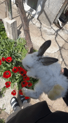 Person photographed with pet rabbit in Bulgaria village