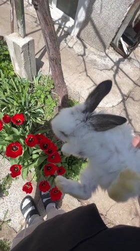 Person photographed with pet rabbit in Bulgaria village
