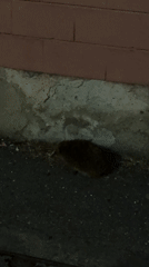 Small hedgehog-like animal spotted on Milan street