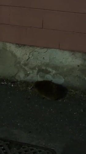 Small hedgehog-like animal spotted on Milan street