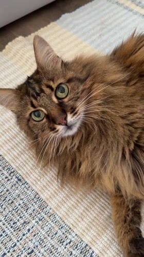 Kyiv apartment morning: cat antics and a simple breakfast