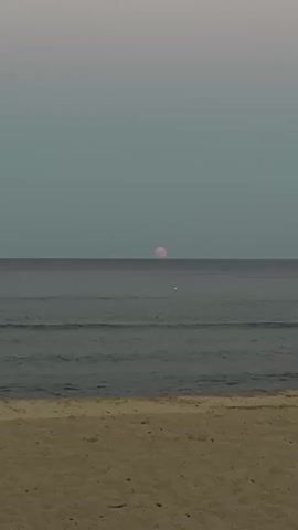 The video shows a beach scene at dusk. The sky is a gradient of gray and light blue, with a pale pink moon visible just above the horizon of the ocean. The ocean is calm, with gentle waves lapping at the sandy beach. Several people are present on the beach, some walking, some sitting, and some playing. In the foreground, a man in blue swim trunks walks from left to right across the sand, looking towards the ocean. In the middle ground, a group of people are scattered on the beach, including a man and a woman walking together, and another man standing near the water's edge. In the background, a large, pale pink moon is partially visible above the ocean horizon.