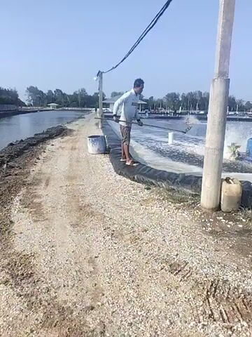 A man stands on a black tarp along the edge of a pond and uses a long stick to agitate the water. He is wearing a light blue long-sleeved shirt and brown shorts. The pond has water aeration equipment in it that is creating a frothy surface. In the background, there are several buildings and trees. The sky is clear and blue. There are also a couple of blue barrels and some plastic containers visible near the pond.