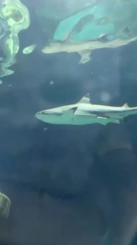 A shark swims underwater near a rock formation. The shark is grey with a darker stripe along its body and swims from left to right. The water is murky and dark blue, with some light reflecting off the surface from above.