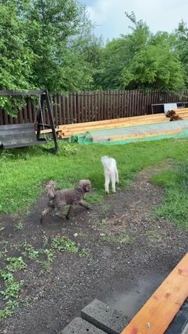 Two small dogs, one white and one brown, are playing in a grassy yard. The dogs are interacting, with the white dog appearing to jump on the brown dog. A wooden swing set is visible to the left of the dogs. A wooden fence runs along the back of the yard, and a pile of lumber is stacked next to it. The ground is a mix of grass and dirt, with some wet patches. The sky is overcast.