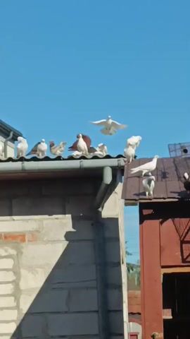 This is a medium shot video of a flock of pigeons on the roofs of two buildings under a clear blue sky. The pigeons are of various colors, including white, brown, and grey. Some are perched on the gutter of a grey, cinder block building, while others are on the brown, sloped roof of a smaller wooden structure. One pigeon is captured mid-flight, with its wings spread, as if taking off or landing. The scene appears to be in a residential or backyard area, with evidence of cages and structures designed for keeping pigeons. The sunlight suggests it is daytime. The video is a bit shaky, indicating it was likely hand-held.