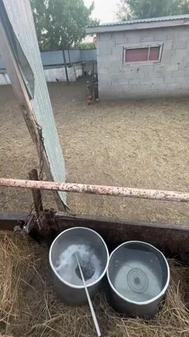 The video shows an outdoor enclosure, likely a stable or corral, with several horses visible. The ground is covered in dirt and hay. In the foreground, two metal buckets filled with water are placed within a trough. One bucket has a long stick or pole submerged in it. In the background, a small concrete building with a window and a door stands. Several horses are standing and moving around in the enclosure. The sky is visible above, with a few clouds. The lighting suggests it may be late afternoon or early evening. There are no people visible in the video.