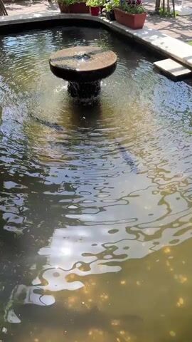The video shows a pond with a stone fountain in the center. Water trickles down from the fountain into the pond, creating ripples. The water reflects sunlight, giving it a shimmering appearance. The camera angle shifts to focus on the water's surface and then looks underneath. Gold-colored debris is visible at the bottom of the pond. The pond is surrounded by concrete edges, with some flower planters in the background.