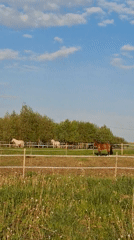 Horses graze peacefully in sunny Russian field