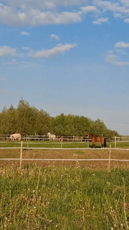 Horses graze peacefully in sunny Russian field