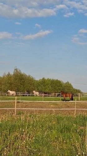 Horses graze peacefully in sunny Russian field