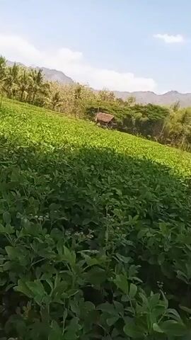 The video pans across a field of green plants. In the foreground, a person wearing a cap and an orange shirt is sitting on the ground, looking at a smartphone. The background features trees and mountains under a clear blue sky. The field appears to be a farm, likely growing crops like peanuts, given the leaf structure. The scene is bright and appears to be daytime, with natural sunlight illuminating the landscape.