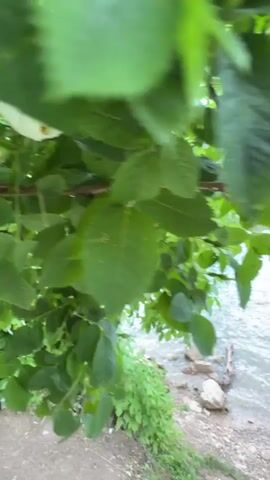 A short video pans across a serene lake with rocky shores and lush green foliage. The water is a clear, tranquil blue, reflecting the overcast sky. In the distance, majestic mountains rise, their peaks partially shrouded by clouds. The camera moves from a close-up of leaves and branches in the foreground to a wider view of the expansive landscape, showcasing the natural beauty of the lake and its mountainous surroundings. There are no people or animals visible in the video.