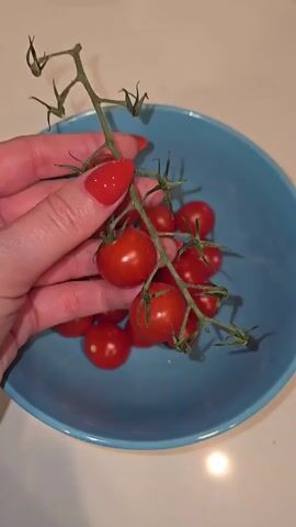 A hand with red nail polish holds a vine of cherry tomatoes over a blue bowl. The vine has several ripe red tomatoes attached. The bowl contains more cherry tomatoes. The background is a white surface. The video is a close-up shot from a slightly elevated angle.