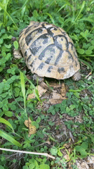 Turtle spotted moving through grass in Montenegro village