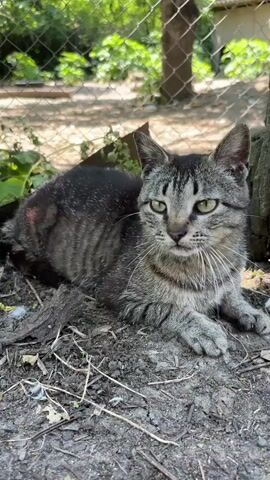 The video is a close-up shot of a tabby cat lying on the ground outdoors. The cat is facing the camera, with its eyes slightly narrowed. The background is blurred, showing greenery and a fence. The cat's fur is grey and black with tabby markings. Its front paws are tucked underneath its body, and its tail is not visible. The ground appears to be dirt and dry leaves. The lighting suggests it is daytime, possibly sunny, with dappled light filtering through leaves.