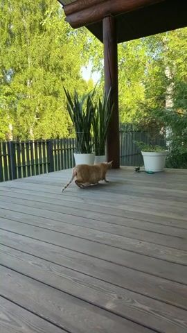 A ginger cat walks across a wooden deck on a sunny day. The cat is in focus, moving from left to right, with its tail held out behind it. The deck has dark gray wooden planks. In the background, there are several potted plants, including snake plants. Behind the plants, there is a black metal fence and lush green trees with sunlight filtering through the leaves. A wooden beam and roof structure are visible above the deck. The scene appears to be outdoors in a residential area, possibly a backyard or porch, given the presence of the deck, plants, and fence. The time of day appears to be late afternoon or early evening, suggested by the warm, angled sunlight. There is no visible text in the media.