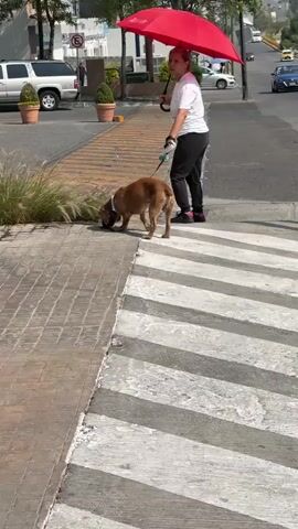 A woman with a red umbrella walks a brown dog on a leash across a crosswalk. The woman is wearing a white t-shirt, black pants, and black shoes with pink accents. The dog is sniffing the grass on the sidewalk. The environment appears to be an urban street. There is a parked silver SUV in the background, along with a few potted plants.