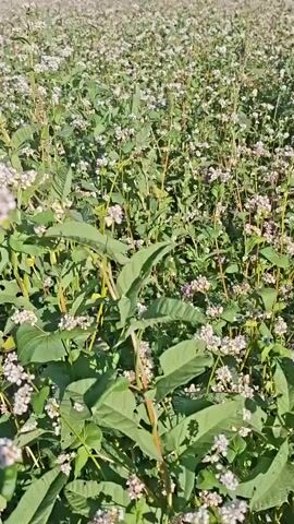 The video shows a field of buckwheat flowers. The camera pans across the field, showing the vast expanse of white and pink flowers. The sky is a clear blue with a few distant hills visible on the horizon. The buckwheat plants are tall and bushy, with many small flowers blooming. The overall scene is one of natural beauty and abundance.