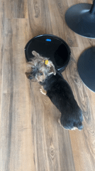 Yorkshire terrier plays with robot vacuum, watches street in Sofia