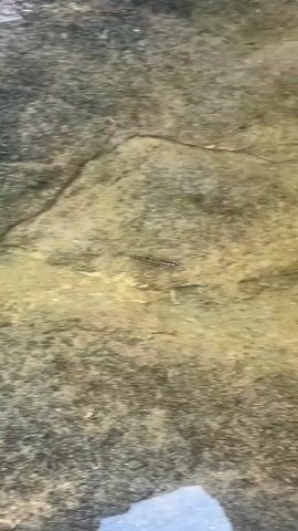 The video shows a close-up, overhead view of a shallow, clear body of water with a rocky bottom. A small, dark, elongated object with a segmented body and multiple legs is visible in the water, moving from left to right across the frame. The object appears to be a centipede or a similar arthropod. The water is calm, and the rocky substrate is visible beneath the surface, with varying shades of brown, grey, and green. The light source appears to be natural, casting a soft illumination on the scene. There are no other objects or living creatures visible in the frame.