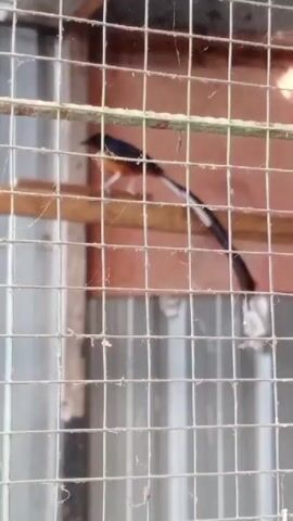 The video shows a bird in a cage. The bird is black and white with a long tail. It is perched on a wooden branch inside the cage. The cage is made of metal bars and has a reddish-brown background.
