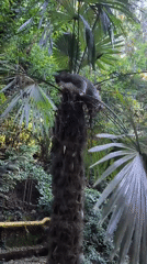 Cats all over Sochi, from palm trees to patios
