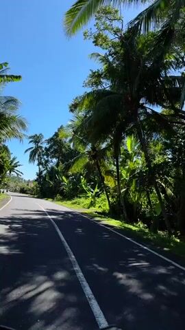 The video depicts a view from a moving vehicle on a paved road, likely a motorcycle given the slight movement and perspective. The road is marked with a solid white line on the right edge. The surroundings are lush, with many palm trees and other tropical vegetation on either side of the road. The sky is clear and blue. The road appears to be relatively empty, with only a glimpse of another vehicle in the distance. The bright sunlight casts shadows from the trees onto the road.