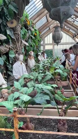 The video shows an indoor botanical garden or greenhouse with a wooden ceiling and glass panels. In the foreground, rows of plants with large green leaves and bulbous roots are arranged in planters. The plants appear to be mandrakes, a fictional plant from the Harry Potter series, with small, brown, gnarled root structures visible. Several mannequins dressed in white robes and earmuffs are positioned behind the plants, also appearing to be mandrakes. In the background, people are standing and observing the display, some are looking at their phones. Two large, ornate metal lanterns hang from the ceiling. The overall atmosphere suggests a themed attraction, likely related to the Harry Potter franchise.