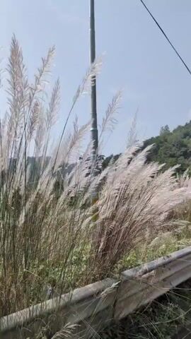 The video shows a roadside view of a hilly landscape with tall, feathery grass swaying in the wind. A silver guardrail runs along the bottom of the frame. The sky is clear and bright. The terrain is covered in vegetation and some rocky areas. Buildings and trees are visible in the distance, scattered across the hills. The footage appears to be shot from a moving vehicle.