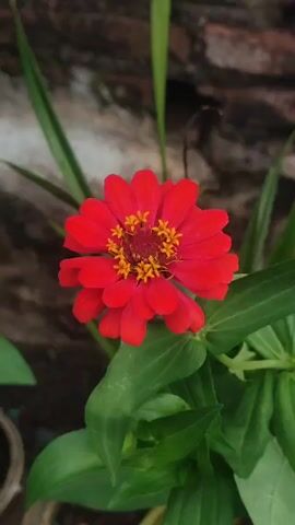 Here is a detailed description of the video:

The video shows a close-up shot of a vibrant red zinnia flower. The flower has a bright yellow center and is surrounded by green leaves. The background consists of a weathered brick wall. The shot is stable with no camera movement, offering a clear view of the flower in its natural setting.