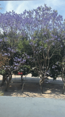 Jacaranda trees in purple bloom observed from indoor window