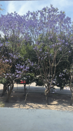 Jacaranda trees in purple bloom observed from indoor window