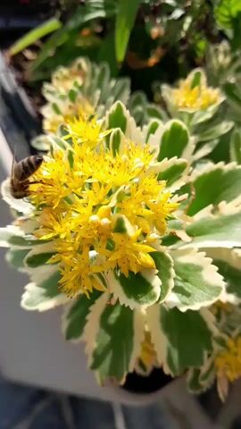 A close-up shot focuses on a cluster of small, yellow flowers on a plant with variegated green and white leaves. A bee is visible on one of the flowers, appearing to collect nectar. The background is blurred, but hints of other greenery and sunlight are present. The overall impression is of a sunny, outdoor scene.