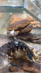Live shellfish on display at a Matosinhos seafood market