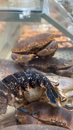 Live shellfish on display at a Matosinhos seafood market
