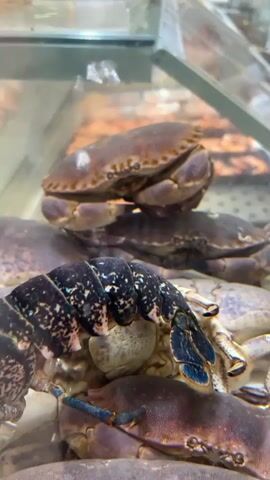 The video displays a close-up, low-angle shot of several crabs in what appears to be a refrigerated display case at a market or seafood store. The crabs are stacked on top of each other. The lighting is bright, suggesting artificial light from above. In the foreground, the tail section of a lobster is visible, with its segmented carapace showing a dark, speckled pattern and hints of blue. Behind the lobster's tail, multiple crabs are visible. The uppermost crab is brown and purple, resting on its back with its legs tucked underneath. The crabs appear to be alive and are submerged in water, as indicated by the presence of small bubbles rising in the tank. The background is blurred but suggests more seafood items or shelving in the establishment. The focus is on the texture and colors of the crustaceans.