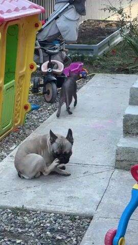 In an outdoor scene, a light brown French bulldog sits on a concrete path, scratching its face with its hind leg. Behind it, a small, dark-colored dog walks away on the same path. To the left, a brightly colored yellow and pink playhouse is visible, with a stroller and a child's tricycle behind it. The environment appears to be a backyard or patio area with gravel and a fence in the background.