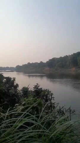 The video shows a wide, calm river flowing through a lush green landscape. The riverbanks are covered in dense vegetation, with trees and bushes lining the water's edge. The sky is overcast, casting a soft, diffused light over the scene. In the distance, a small boat can be seen on the river. The foreground of the video is dominated by tall, reedy grass, which sways gently in the breeze. The overall impression is one of tranquility and natural beauty.