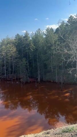 The video shows a lake with orange-colored water surrounded by a dense forest. The sky is blue with a few scattered clouds, which are reflected in the water. The camera pans slightly, revealing a bare tree branch in the foreground. The overall scene is serene but also conveys an unusual or possibly concerning element due to the water's unnatural color.