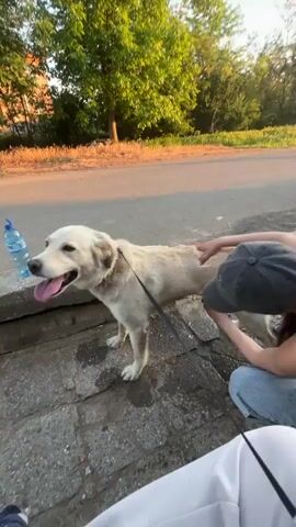 A woman in a grey baseball cap and blue tank top is on her knees brushing a large light-colored dog on a leash, on a grey brick surface next to a street. Trees are in the background. There is a white stroller in the foreground. The dog is panting with its tongue out. The woman is brushing the dog's back. There is a bottle of water on the ground next to the woman.