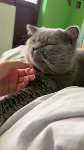 A person's hand with painted fingernails gently strokes the head and neck of a gray cat that is lying down on a white surface, possibly a bed. The cat's eyes are closed, suggesting it is enjoying the petting. The background shows a green wall and a window with blinds.