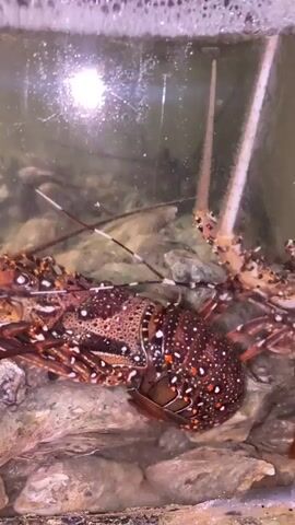 A lobster is swimming in a tank with oysters. The lobster is dark brown with white spots on its shell. It has long antennae and claws. The tank is filled with water and rocks. The lighting in the tank is bright and creates reflections on the water. The scene is likely a restaurant or aquarium, as lobsters are often displayed in tanks before being served. The overall mood is one of calm and observation.