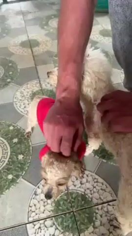 The video shows a person petting a small dog wearing a red Christmas sweater. The dog is off-white with light brown patches, and appears damp. The person kneels over the dog, which is standing on a tiled floor. Another dog of the same breed, but with thicker, fluffier, clean white fur, stands behind the first dog.  In the first few seconds of the video, the person's hand briefly covers the face of the small dog.